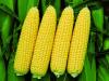 Агротехника и технология выращивания лопающейся кукурузы (попкорна)
