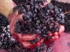 Jak vyrobit víno z hroznů doma