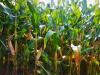 Как делают кукурузные палочки – польза и вред
